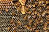 queen-cup-honeycomb-honey-bee-new-queen-rearing-compartment-56876