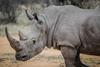 africa-animal-rhino-16040