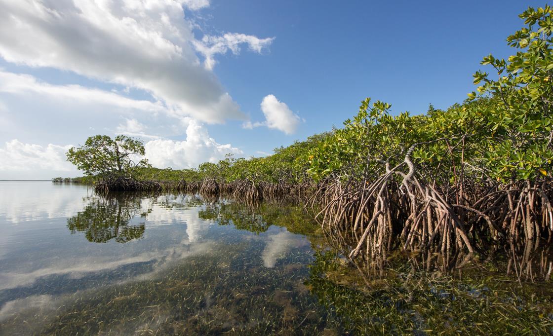 Restoring mangroves to build coastal resilience | News | Strategic Risk ...