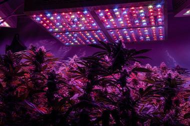 cannabis farm lights