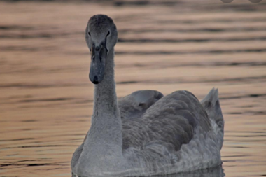 Grey swan