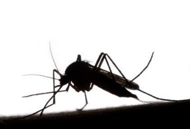 mosquito fly ill disease pandemic fever bluetongue