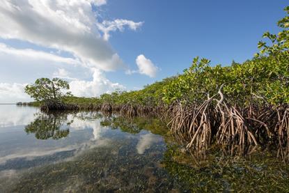mangrovesfranciscoblancosstock