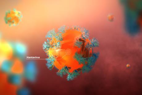 hantavirus