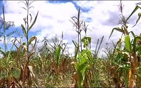 American drought and crop failure