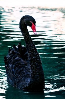 Black Swans 